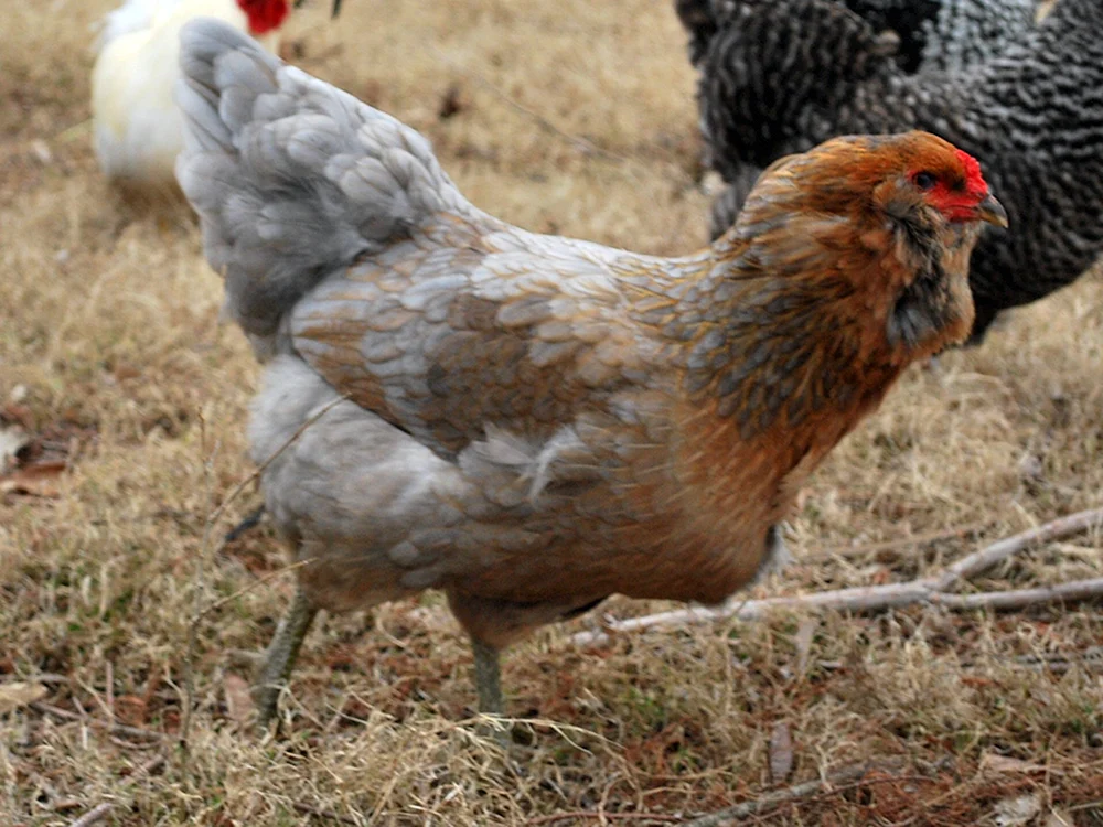 Ameraucana Splash