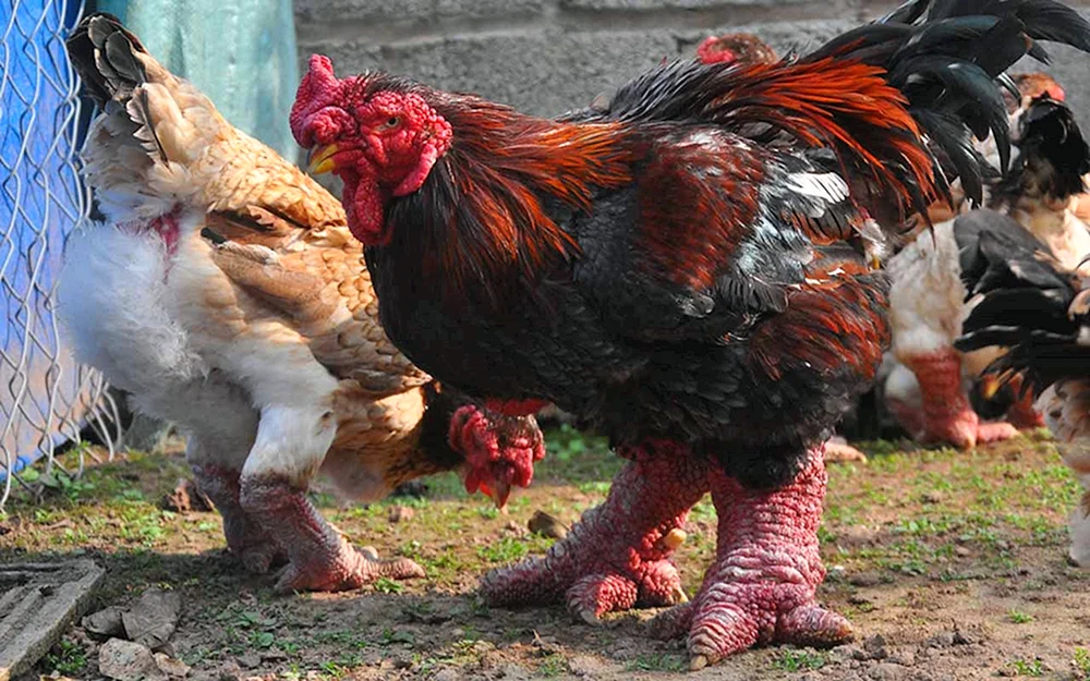 Edgar Hunt Bird Yard