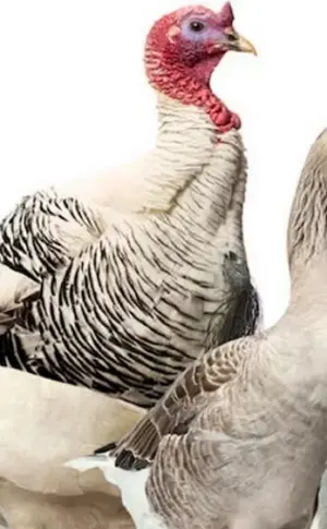Chickens ducks geese geese turkeys tsarcki
