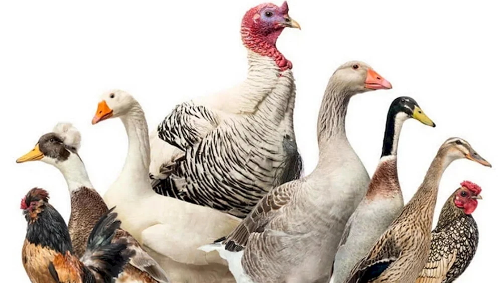 Chickens ducks geese geese turkeys tsarcki