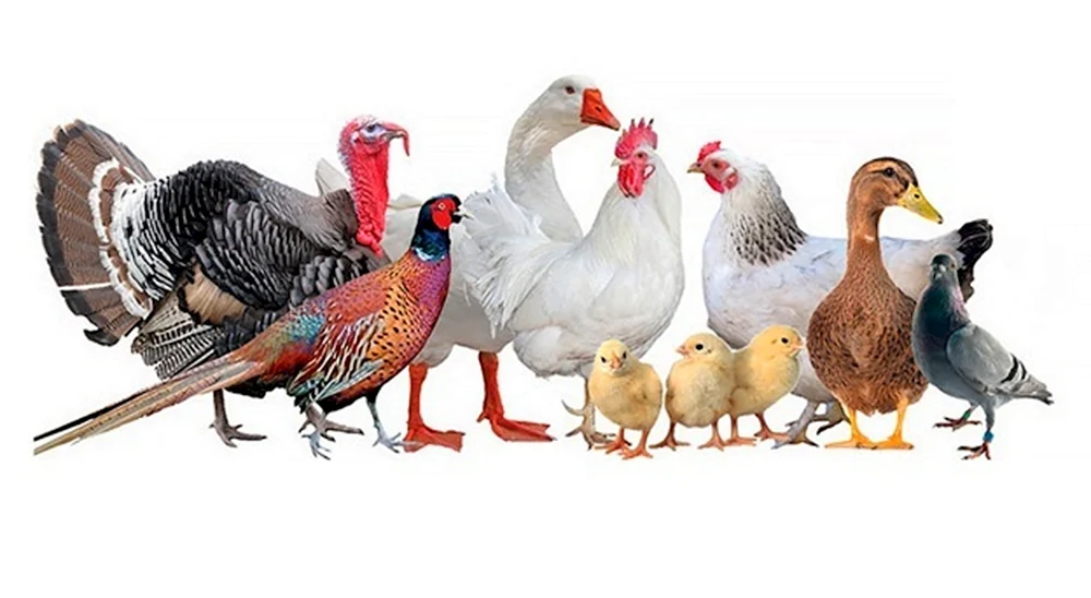 Chickens pigeons geese goose
