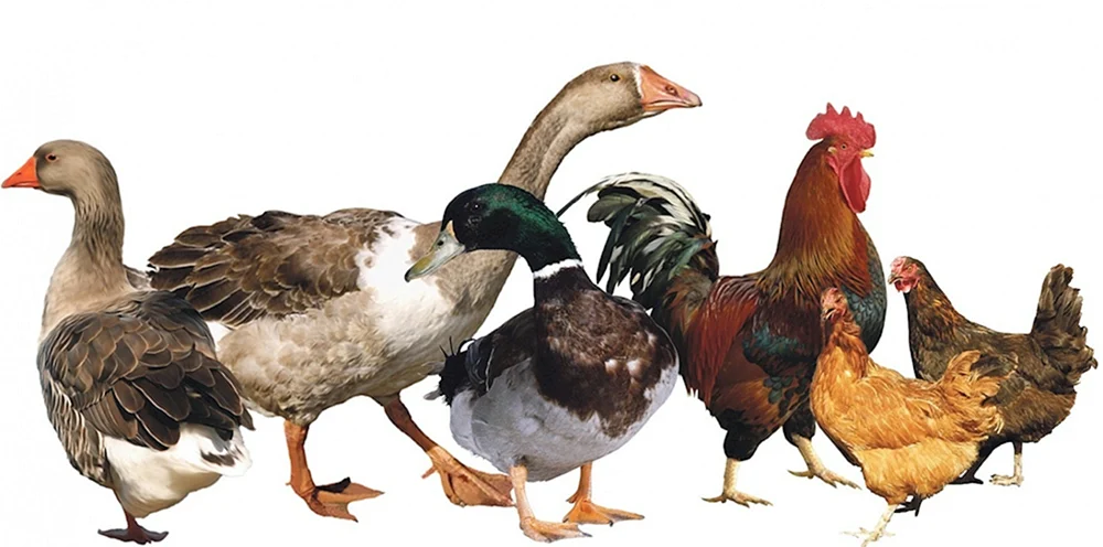 Chickens and ducks