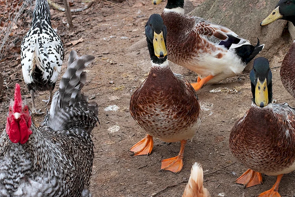 Huhn mit Küken