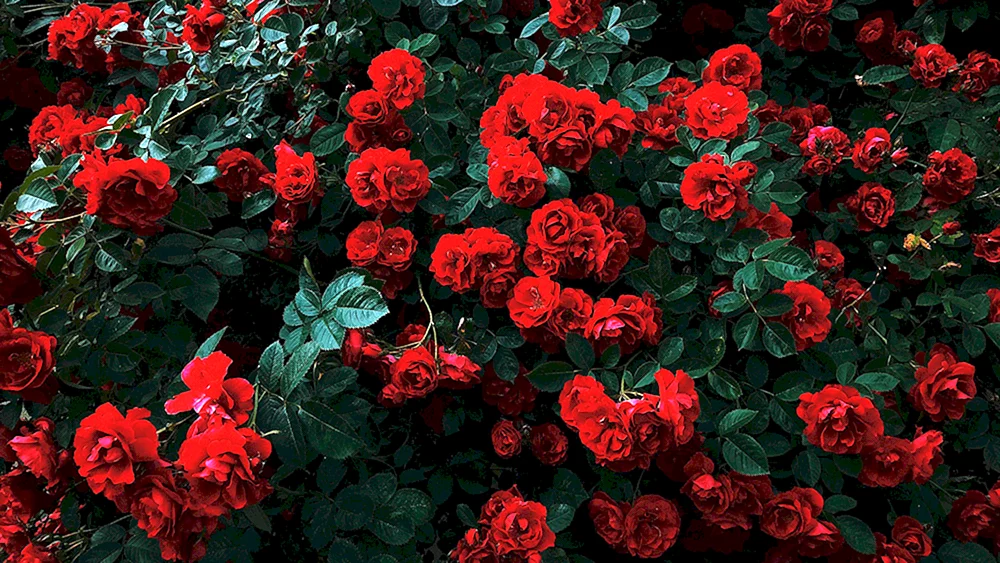 Rose Rot Paris
