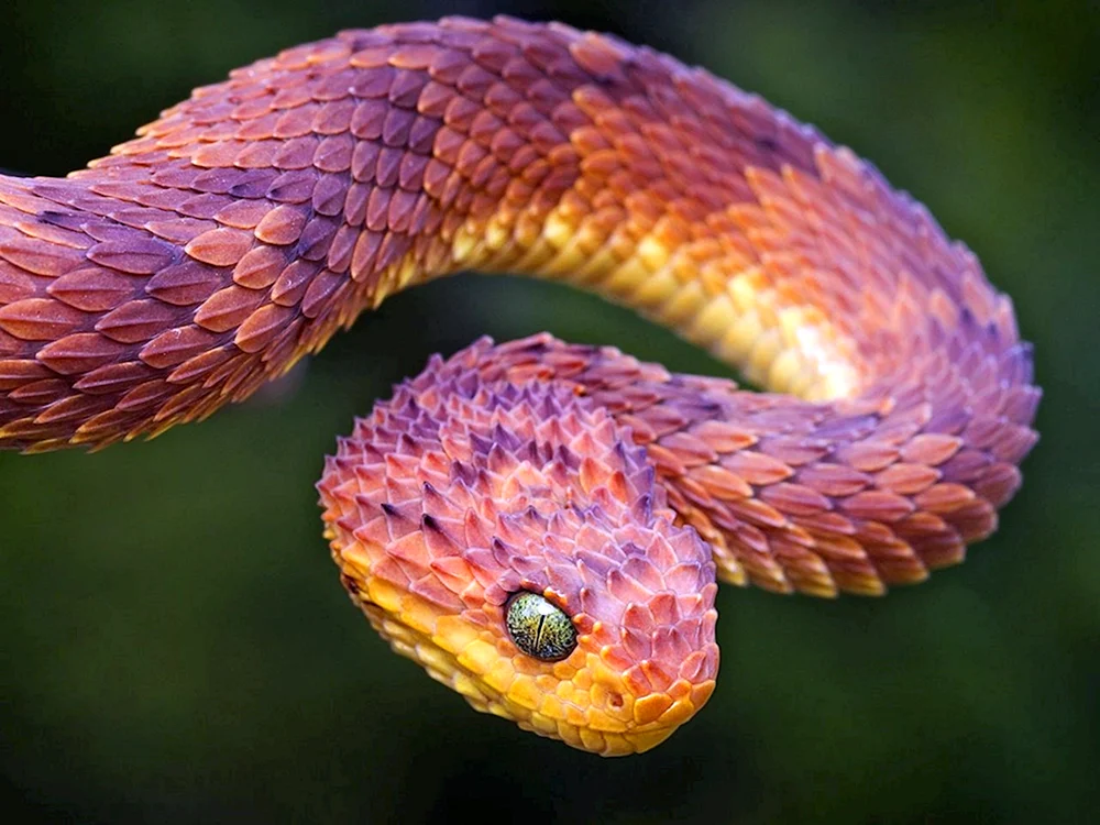 Buschviper Atheris
