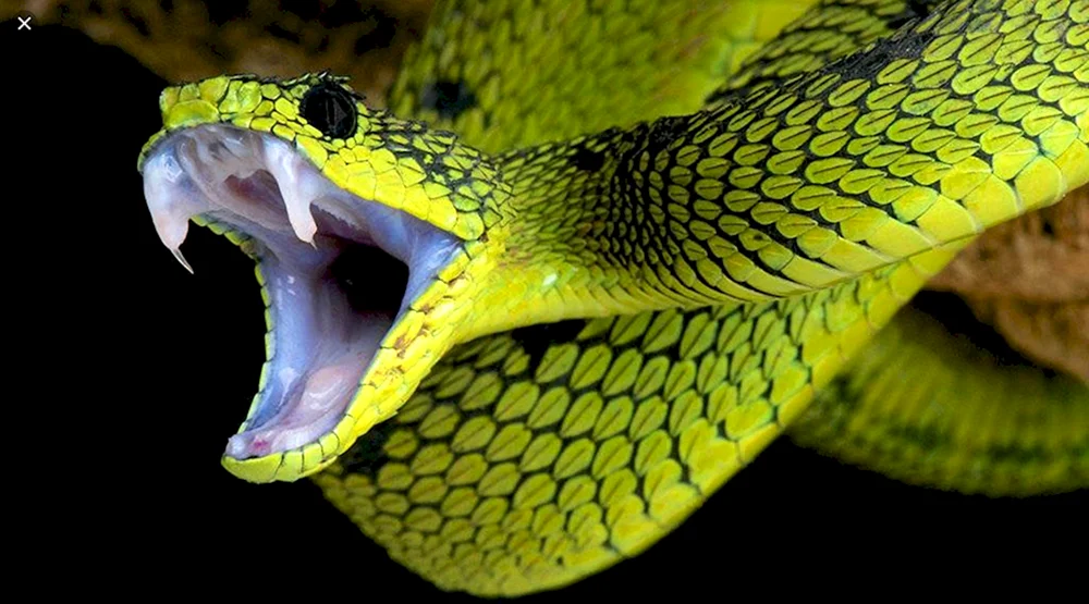 Atheris Buschviper