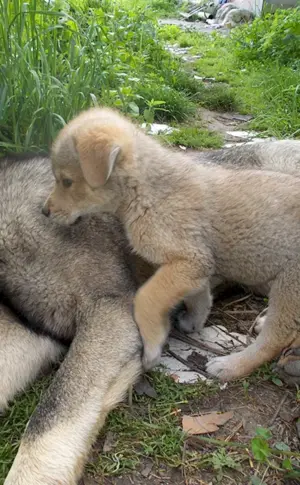 Kitten Wolfshund