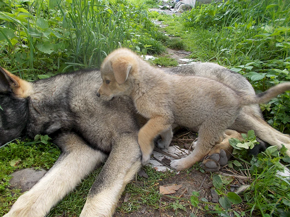 Kitten Wolfshund