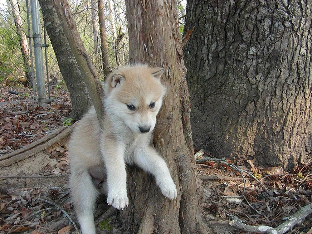 Volkosob Wolfshybrid