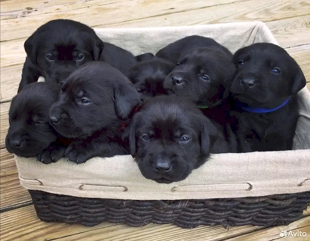 Labrador Retriever