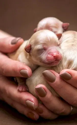 Chihuahua Kätzchen Neugeborene