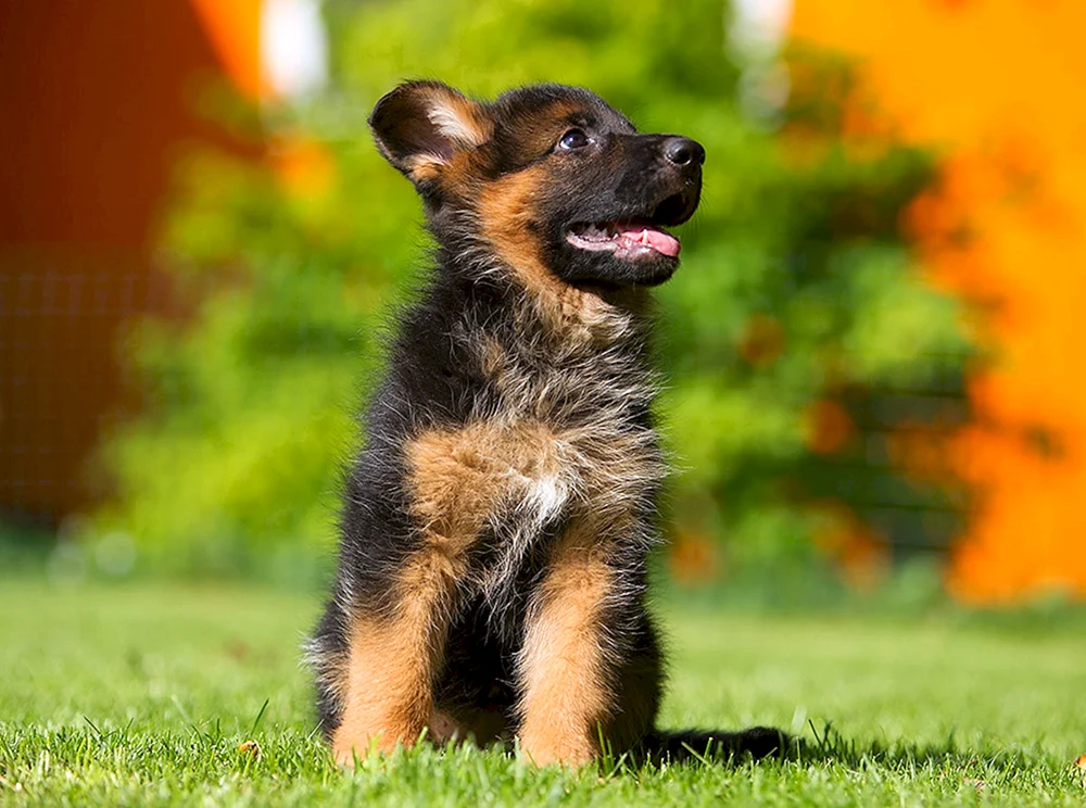 Corgi-Schäferhund
