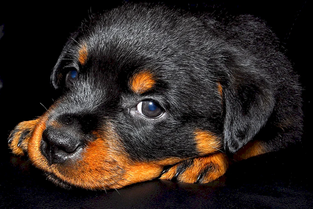 Hund Rottweiler