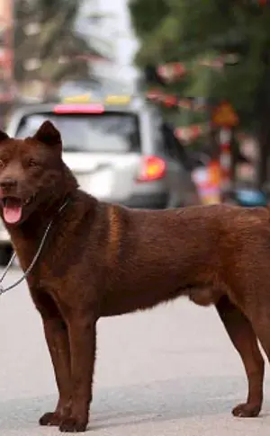 Hmong Sennenhund