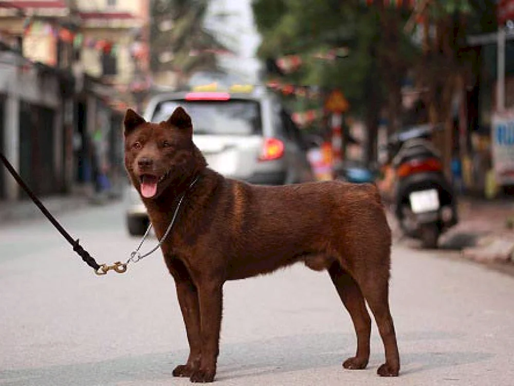 Hmong Sennenhund