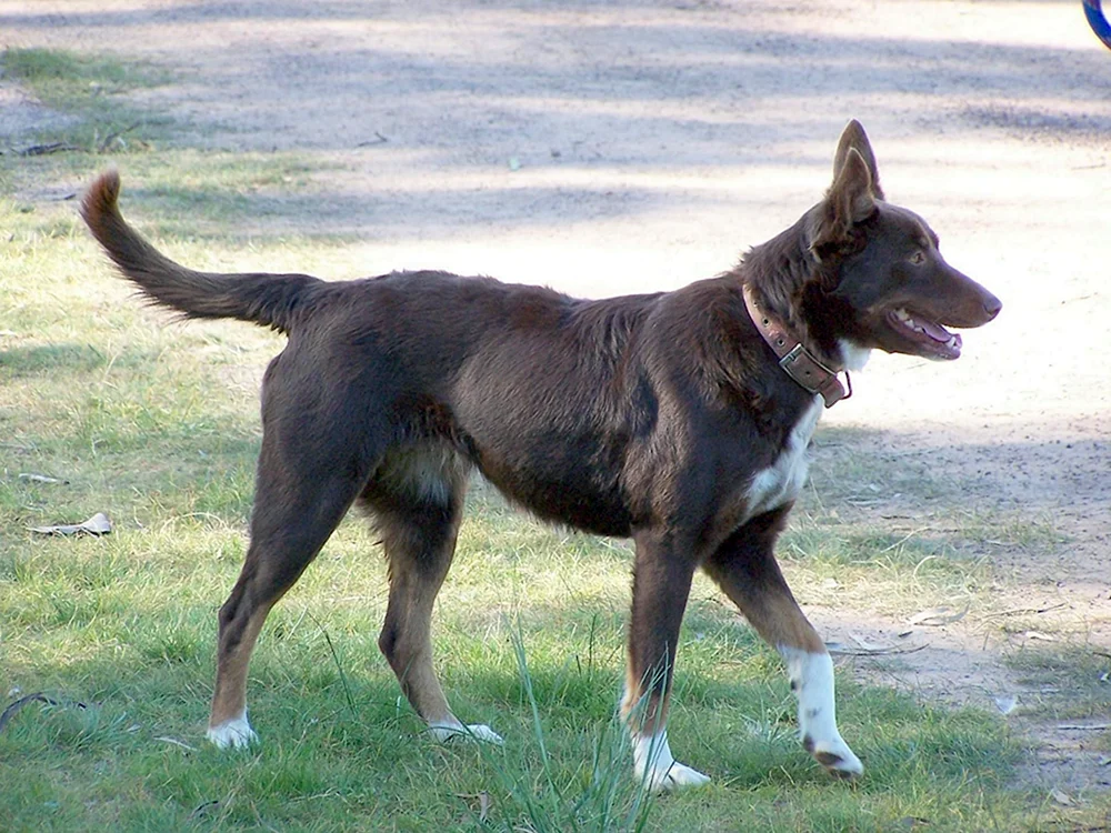 Hmong Sennenhund Hmong