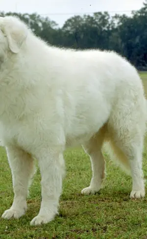 Kuvas Hund