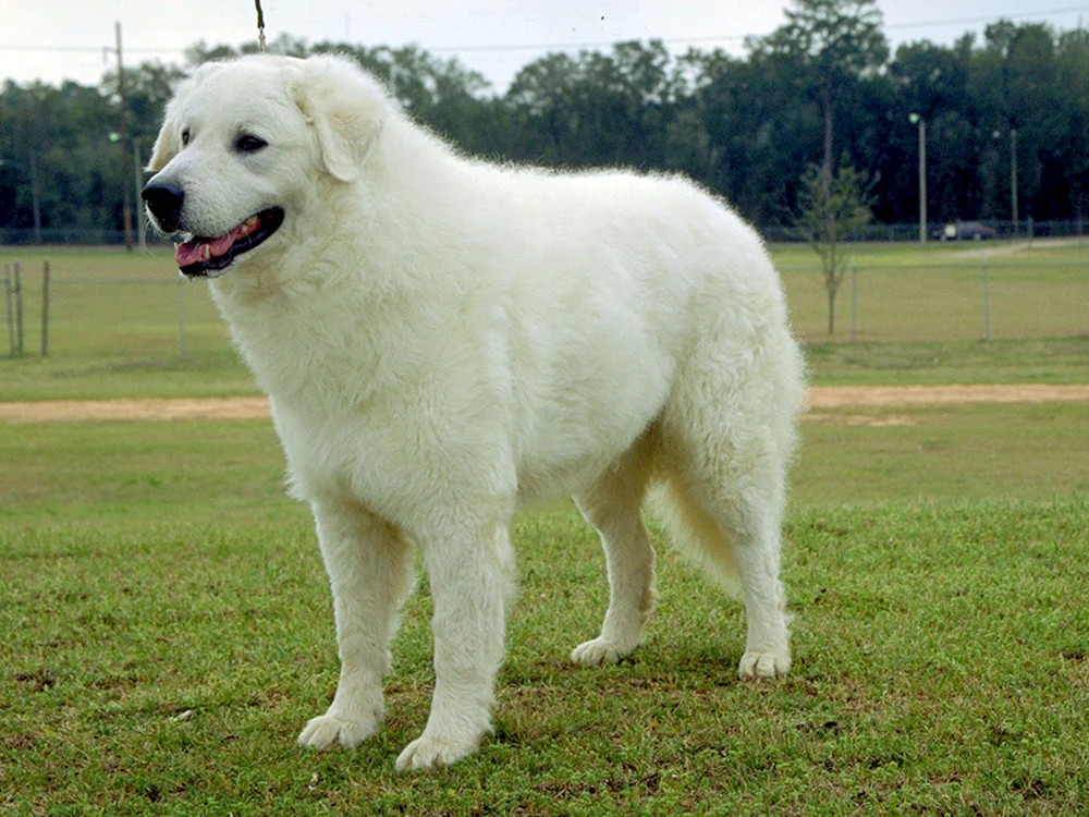 Kuvas Hund