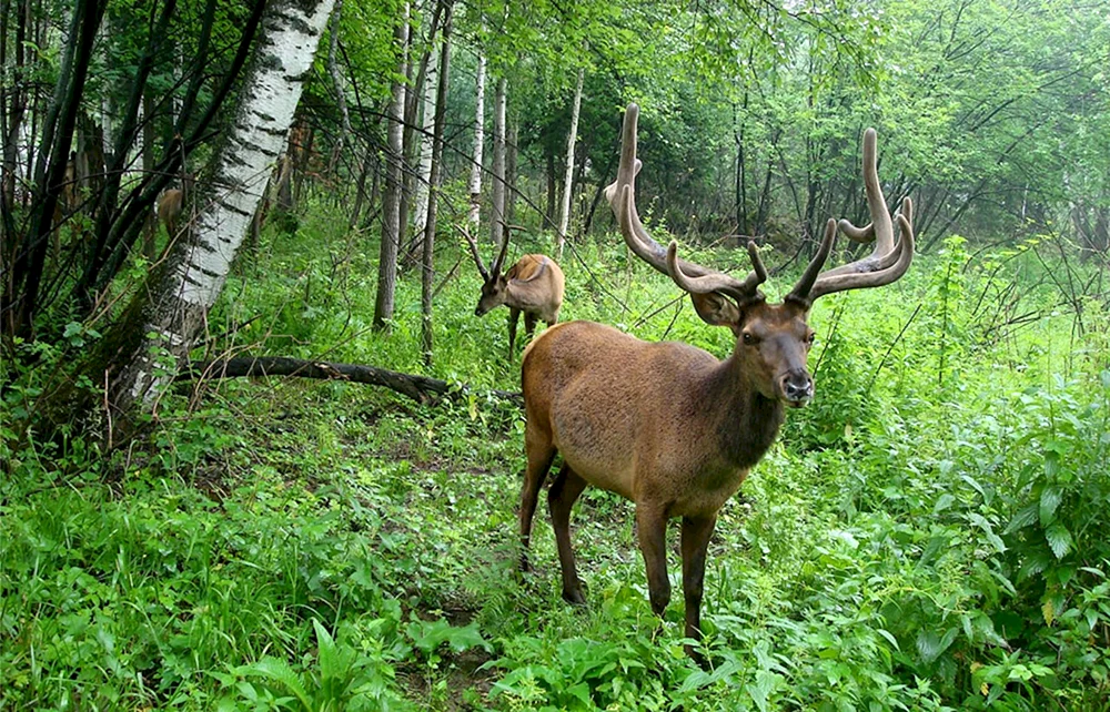 Kuznetskij Alatau Braunbär Bär