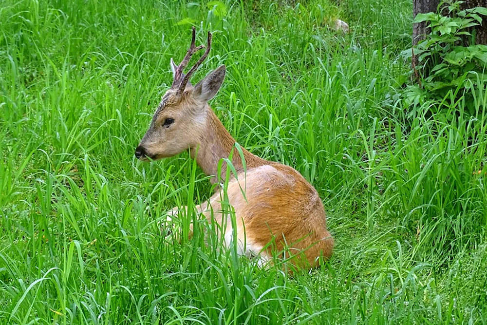 Kuznetskij Alatau Rehwild