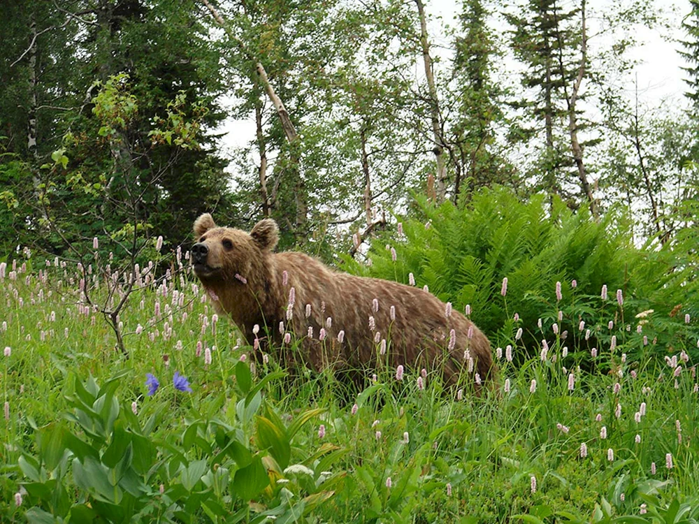 Kusnezkij-Alatau-Reservat Pflanzen