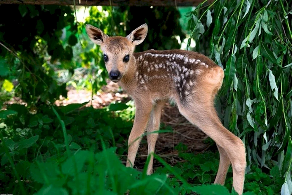Tiere des Kusnezkij Alatau-Reservats