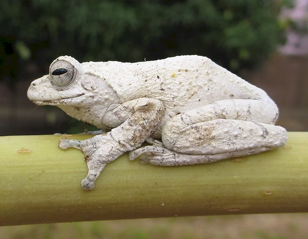 Albino-Quak-Albino