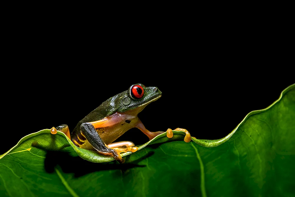 Dreifrosch