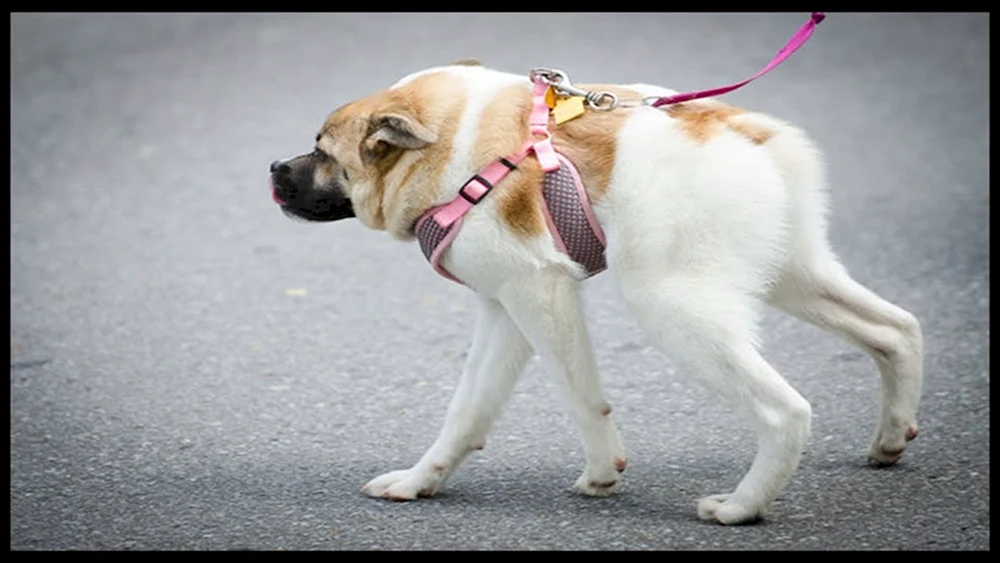 Quasimodo Hund Schäferhund