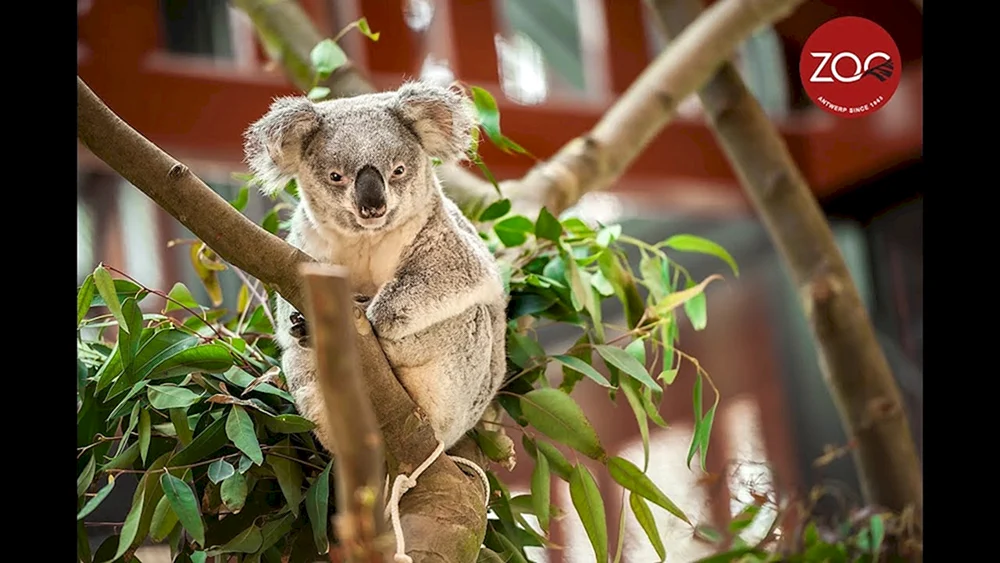 Windiger Koala