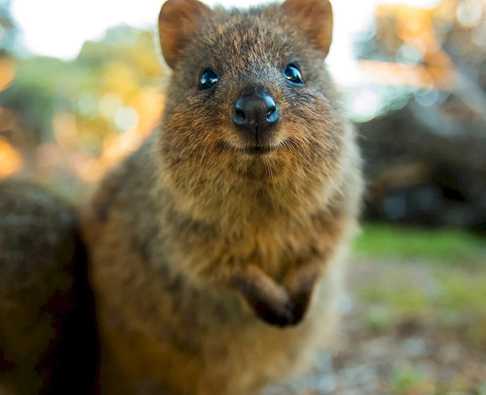 Känguru Quokka