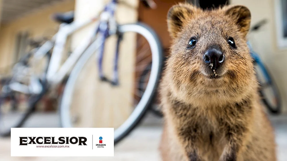 Känguruh Quokka
