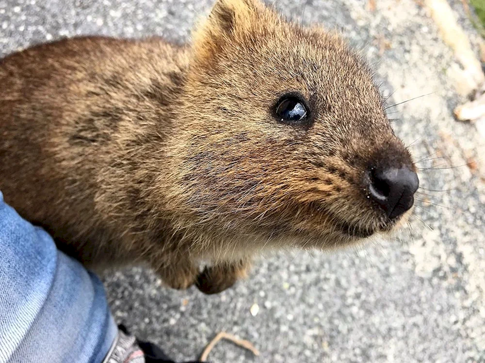 Quokka Beuteltier. Tier