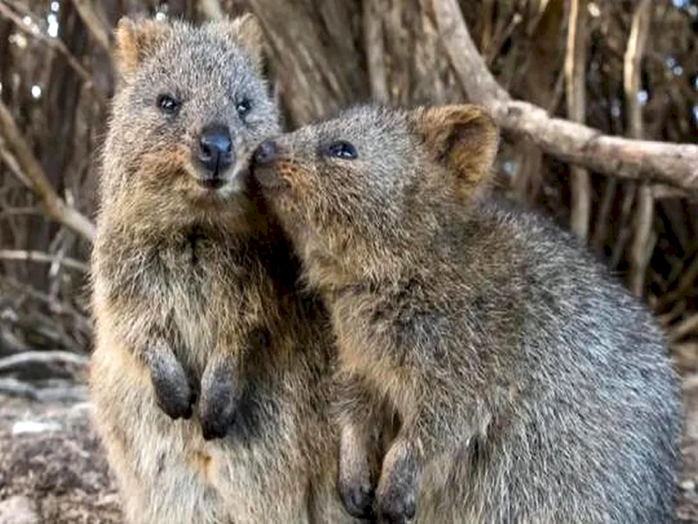 Quokka Känguru