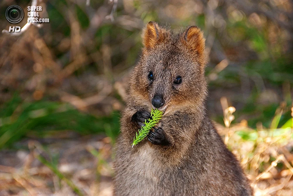 Känguru Quokka