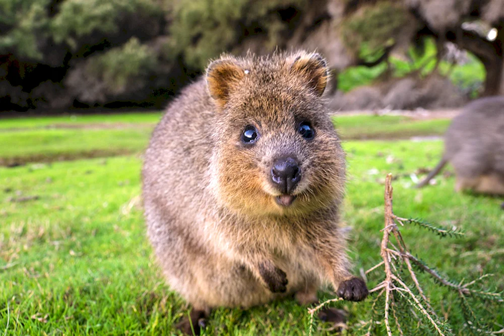 Känguru Quokka
