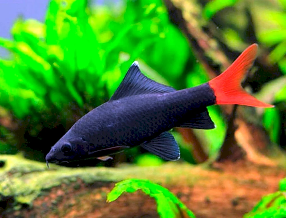 Betta-Hahnfisch