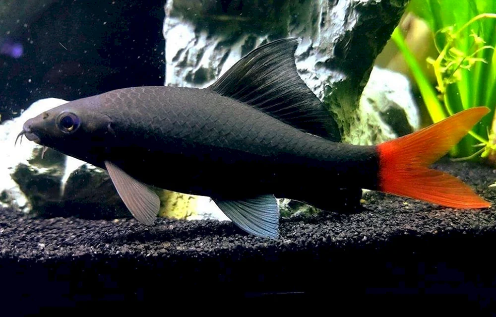 Schwarzer Aquarienfisch