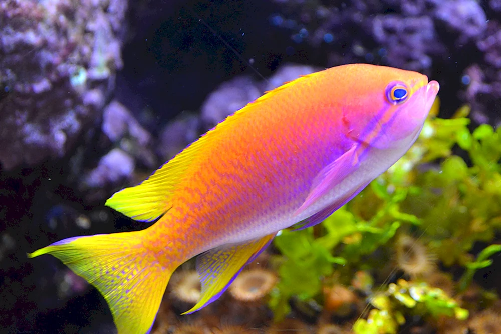Zebrasoma Blauer Gelbschwanz