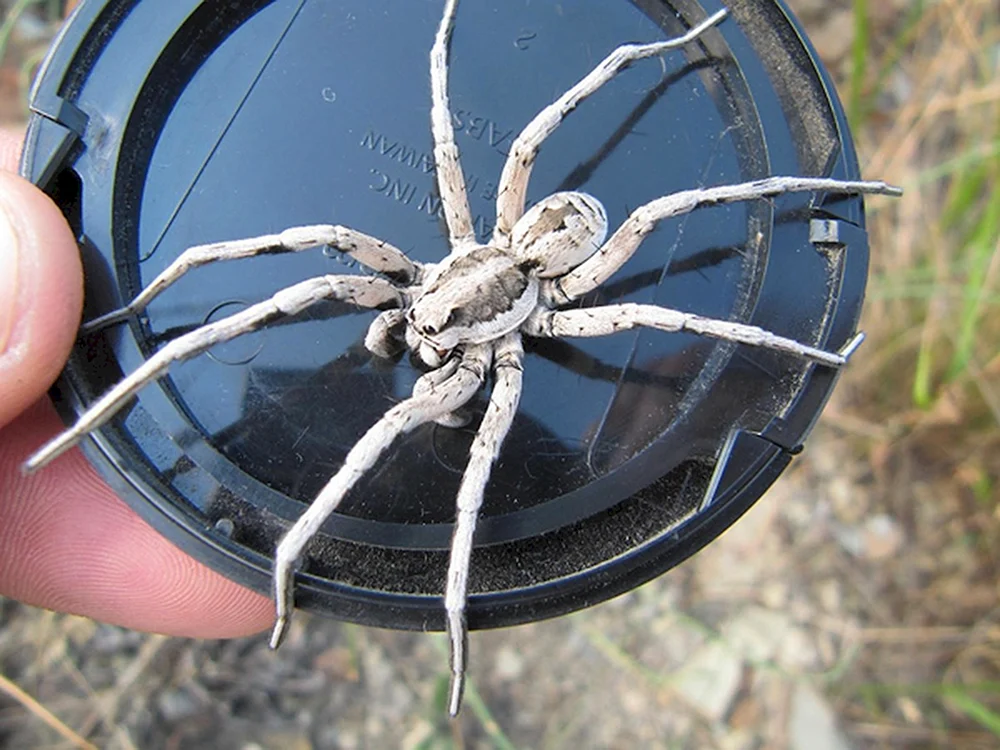 Marienkäferspinne Eresus cinnaberinus