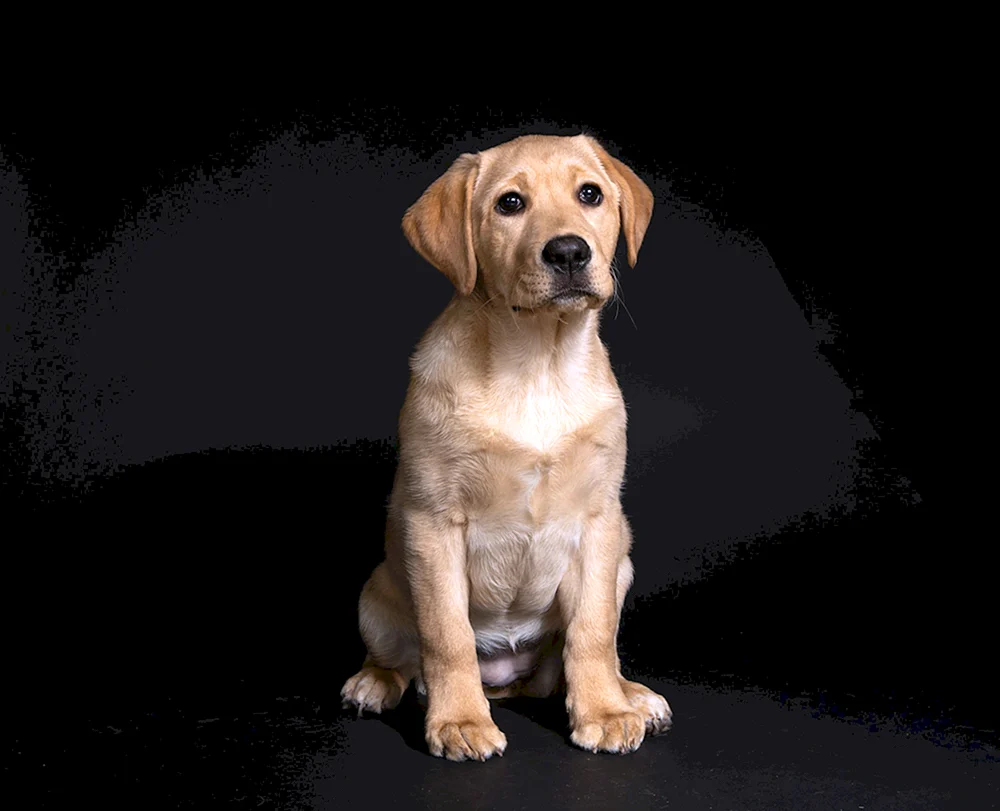 Labrador Retriever weiß Welpe