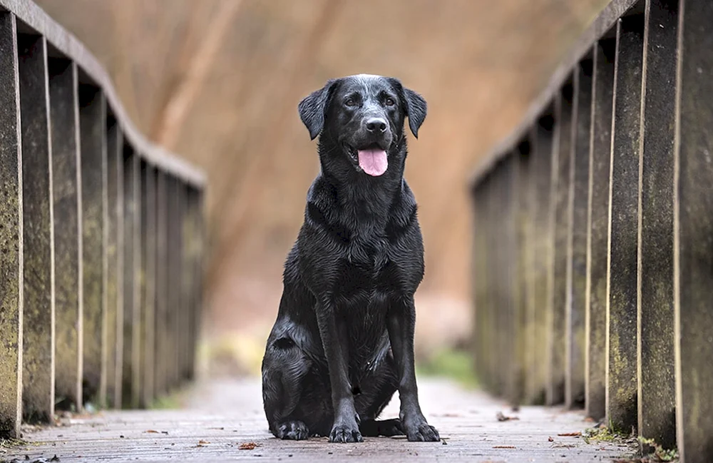 Labrador