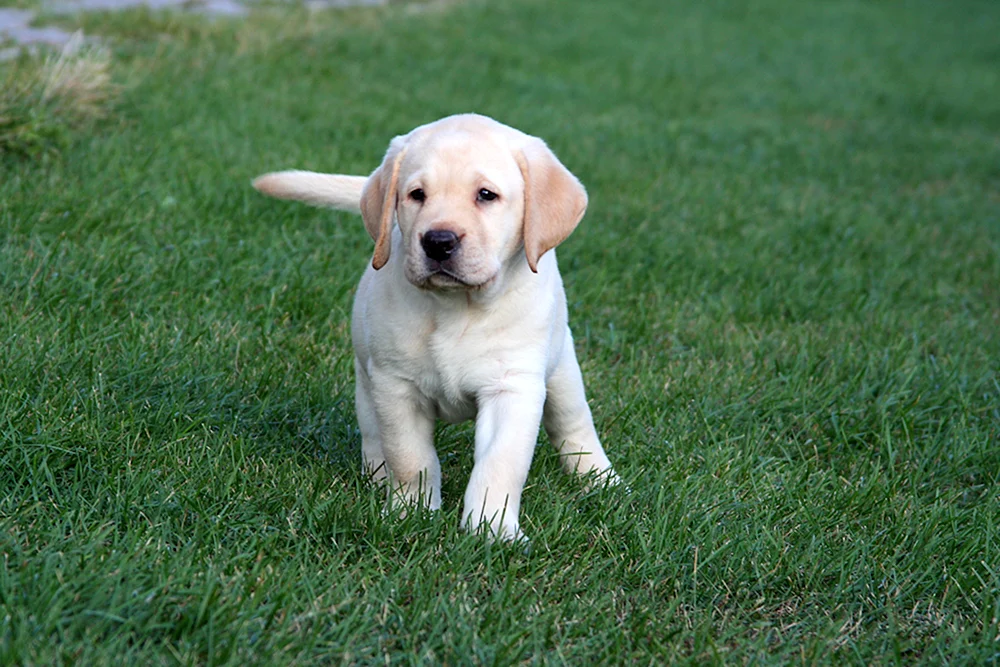 Labrador Retriever