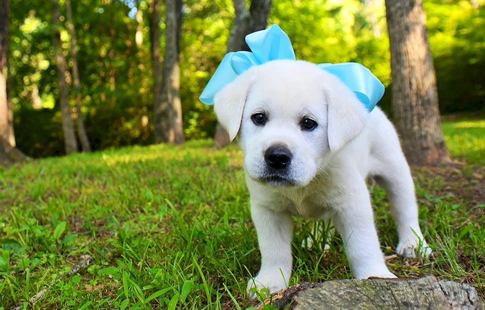 Labrador Retriever golden