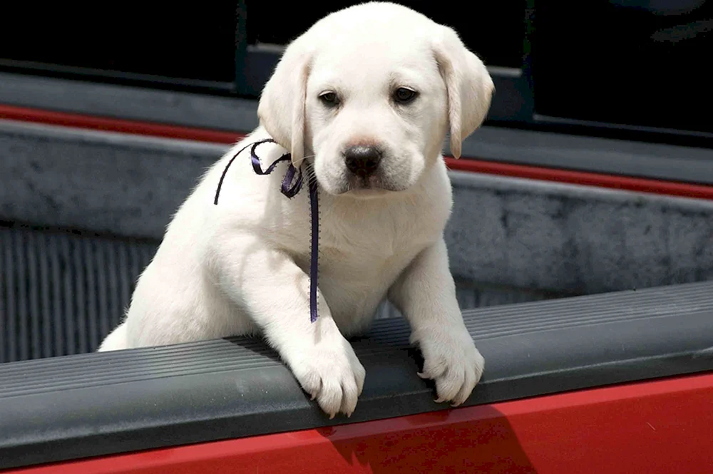 Labrador Retriever glatthaarig