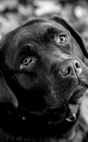 Labrador schwarz