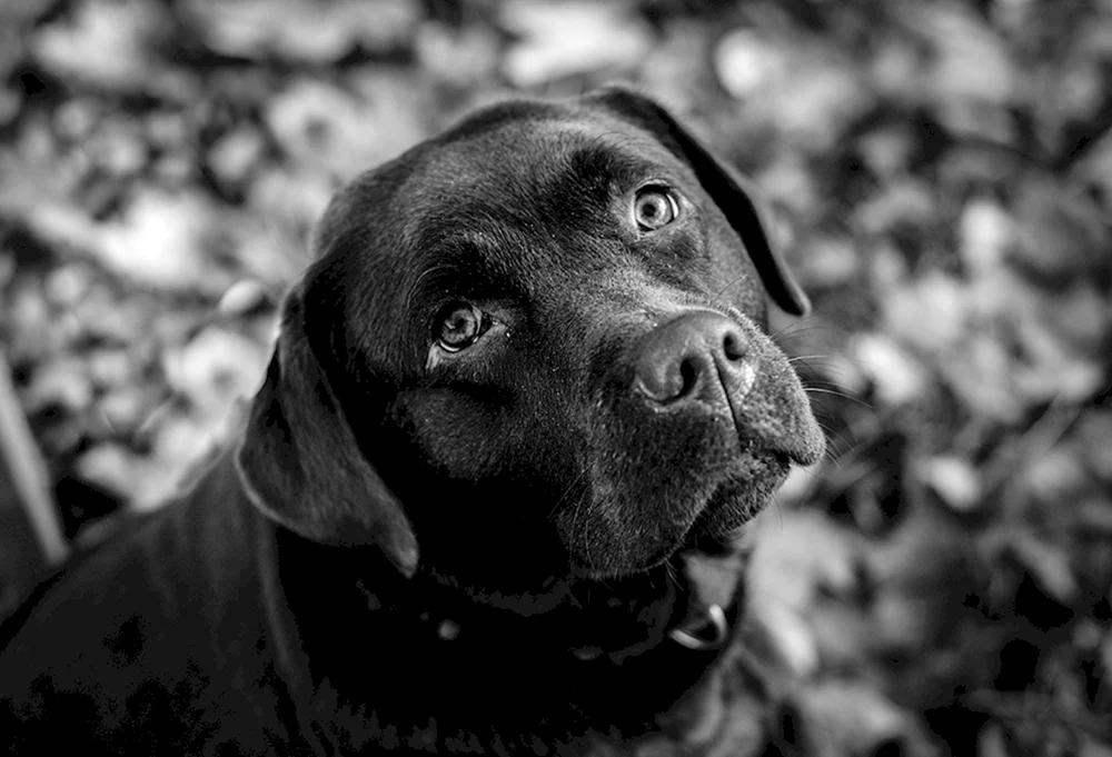 Labrador schwarz