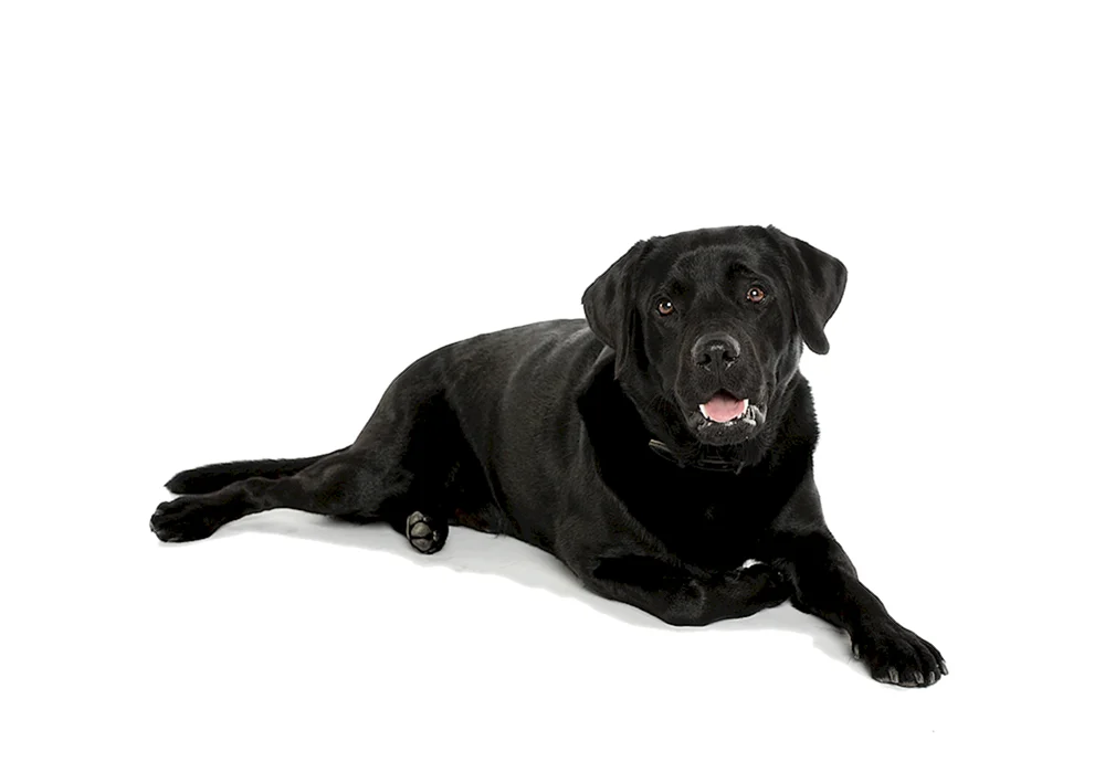 Labrador schwarz