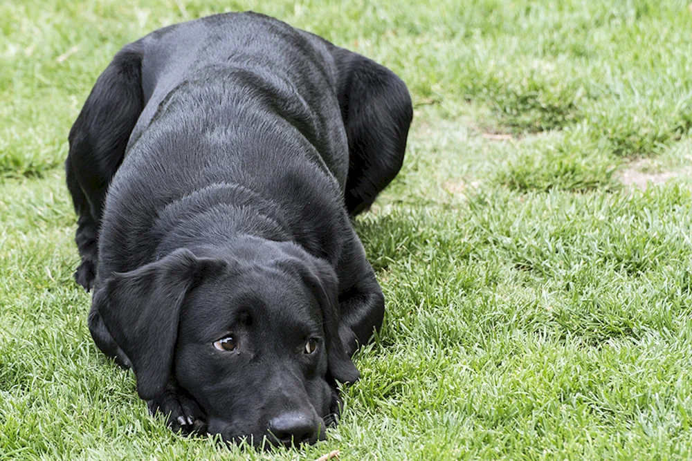 Russian Black Terrier