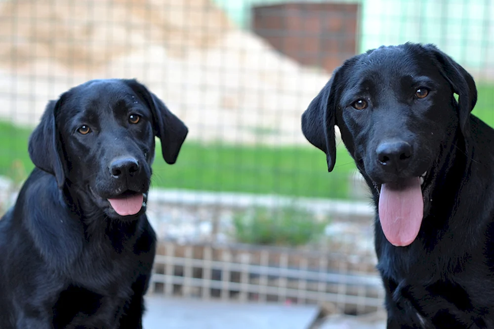 Labrador schwarz